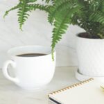 Small Potted Fern