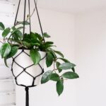 Hanging Plant Basket